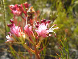 Image of Serruria meisneriana Schlechter