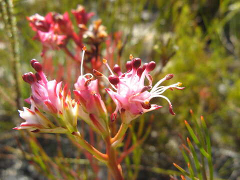 Image of Serruria meisneriana Schlechter