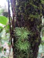 Image of treetrunk bristle fern