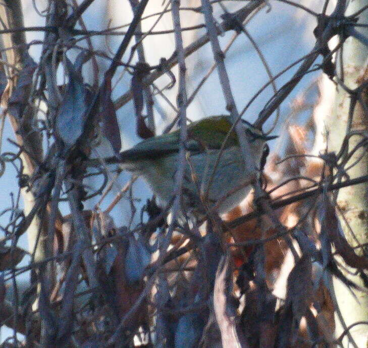 Regulus ignicapilla ignicapilla (Temminck 1820) resmi