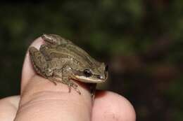 Image of New Jersey Chorus Frog