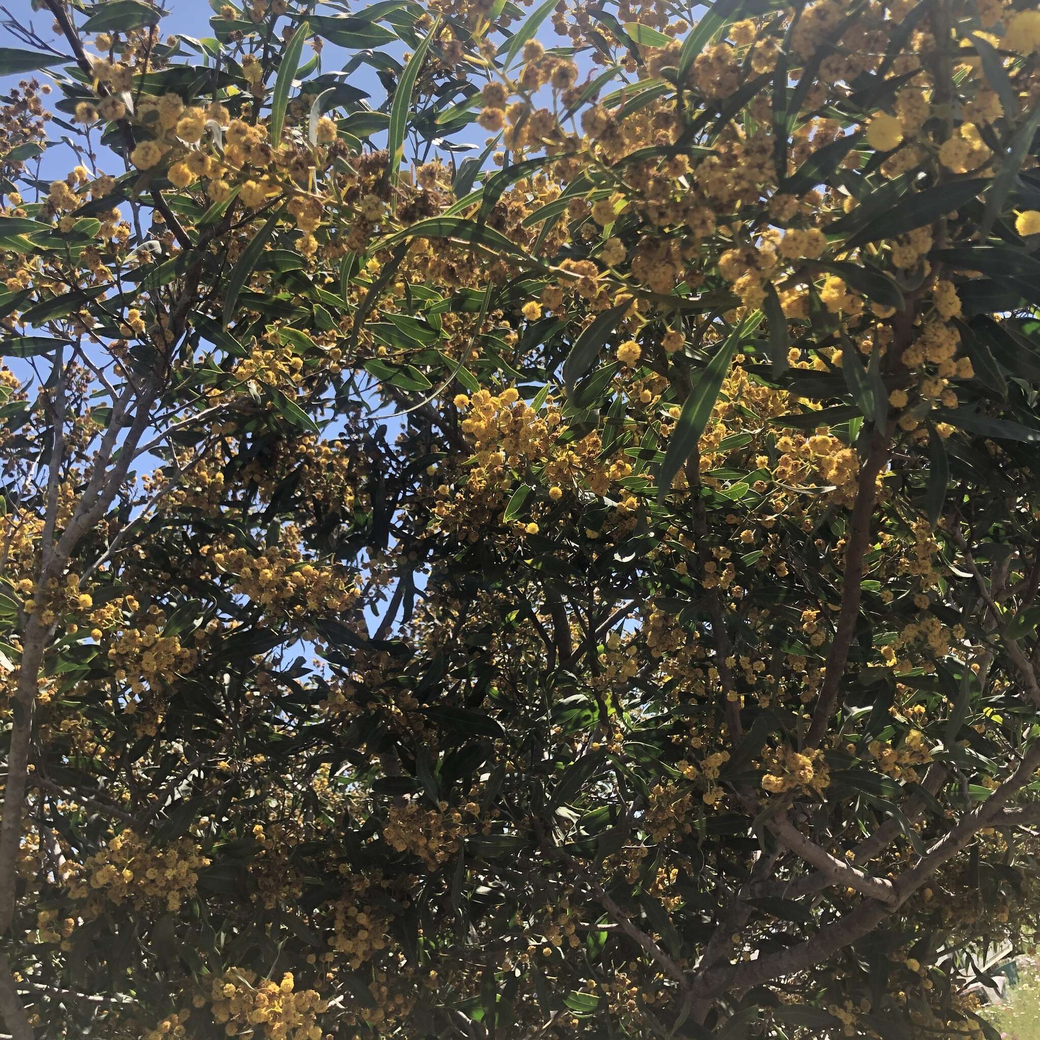 Image of water wattle