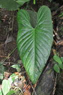 Anthurium ochranthum K. Koch resmi