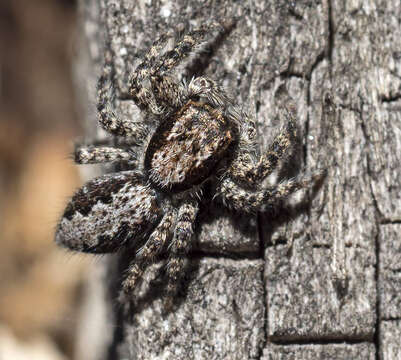 Image of Platycryptus californicus (Peckham & Peckham 1888)