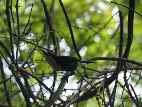 Image of Spot-crowned Barbet