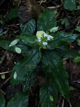 Image de Aneilema umbrosum var. ovato-oblongum (P. Beauv.) Brenan