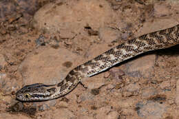 Image of Forsten's Cat Snake