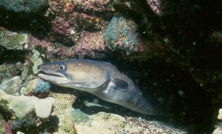 Image of Ash-colored conger eel