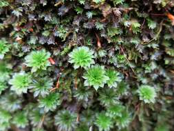 Image of Ontario rhodobryum moss