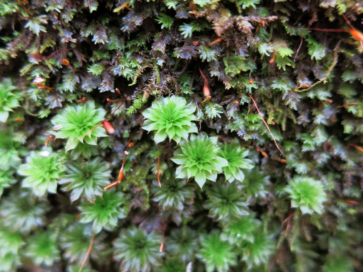 Image of Ontario rhodobryum moss