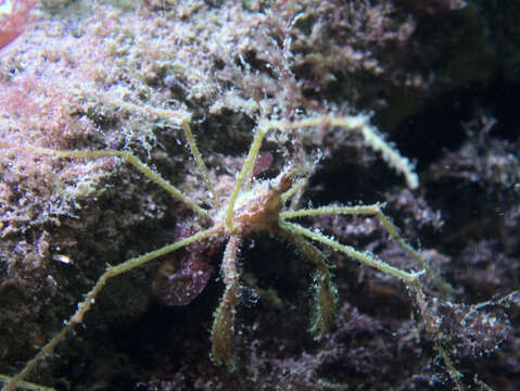 Image of long legged spider crab