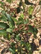 Image of Canadian serviceberry