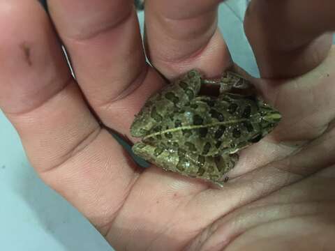 Image of Gray's Stream Frog