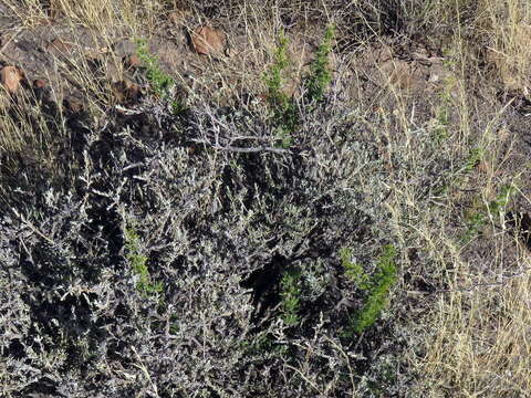 Image of Asparagus suaveolens Burch.