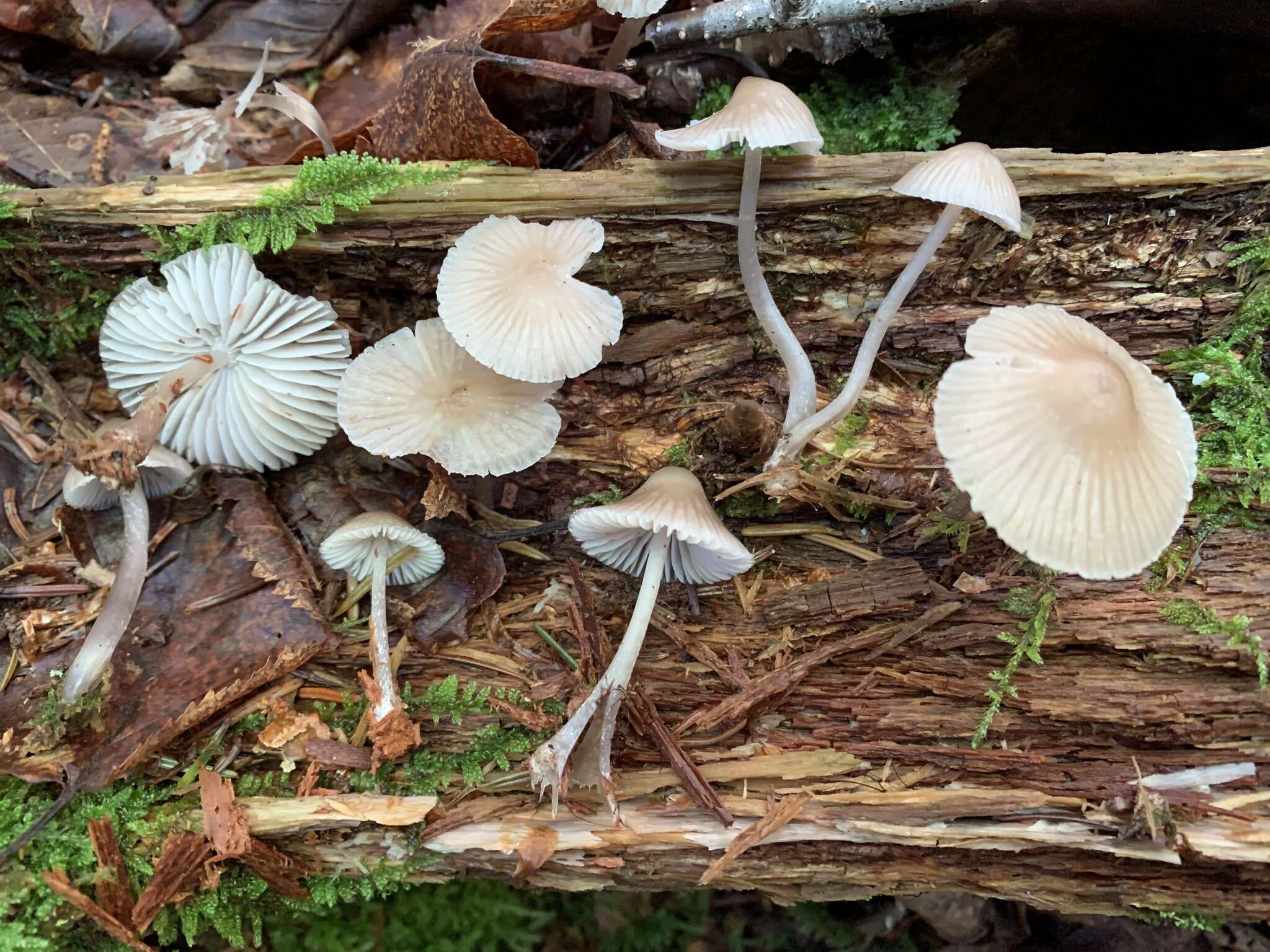 Image of Mycena borealis A. L. Sm. 1935