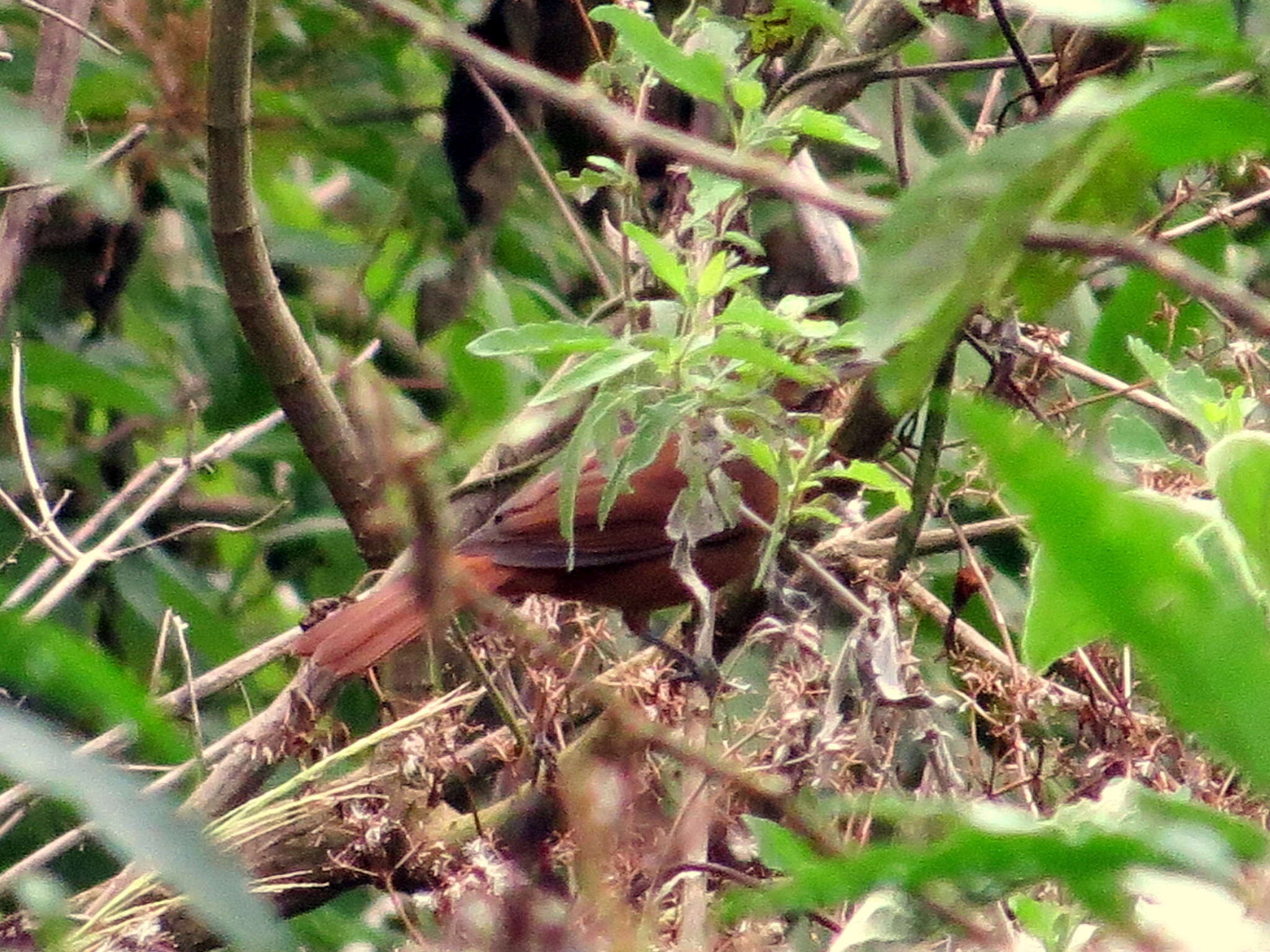 Image of Red-crowned Ant Tanager