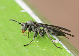 Image of Polistes aterrimus de Saussure 1853