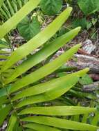 Image of coontie