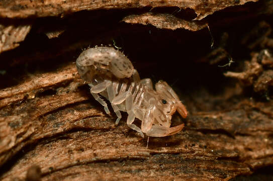 Image of Catalinia thompsoni (Gertsch & Soleglad 1972)