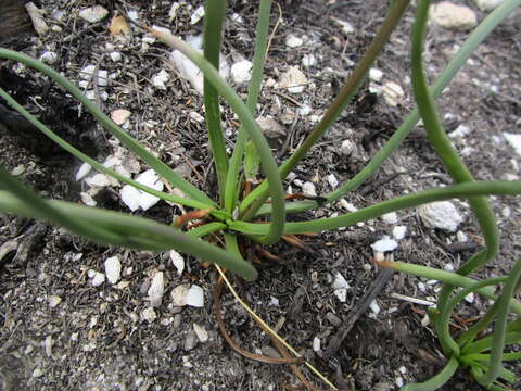 Image of Bulbine lagopus (Thunb.) N. E. Br.