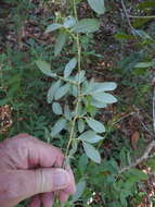 Image of Hairy-Twig Huckleberry