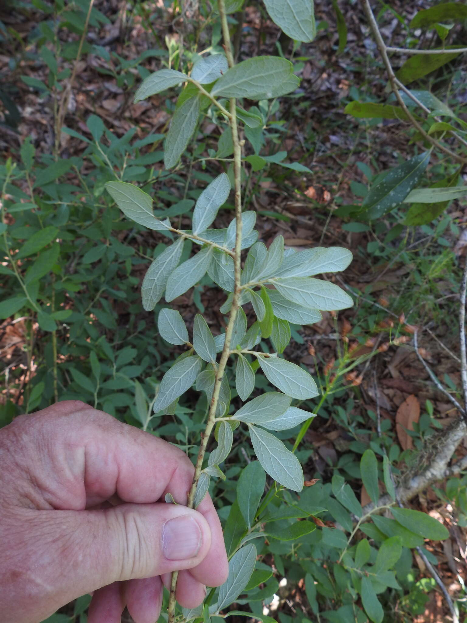 Image of Hairy-Twig Huckleberry