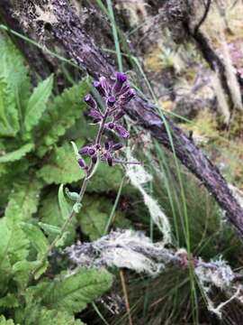 Image de Senecio cyaneus O. Hoffm.