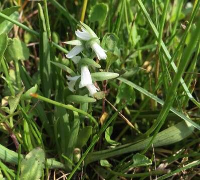 Spiranthes graminea Lindl. resmi