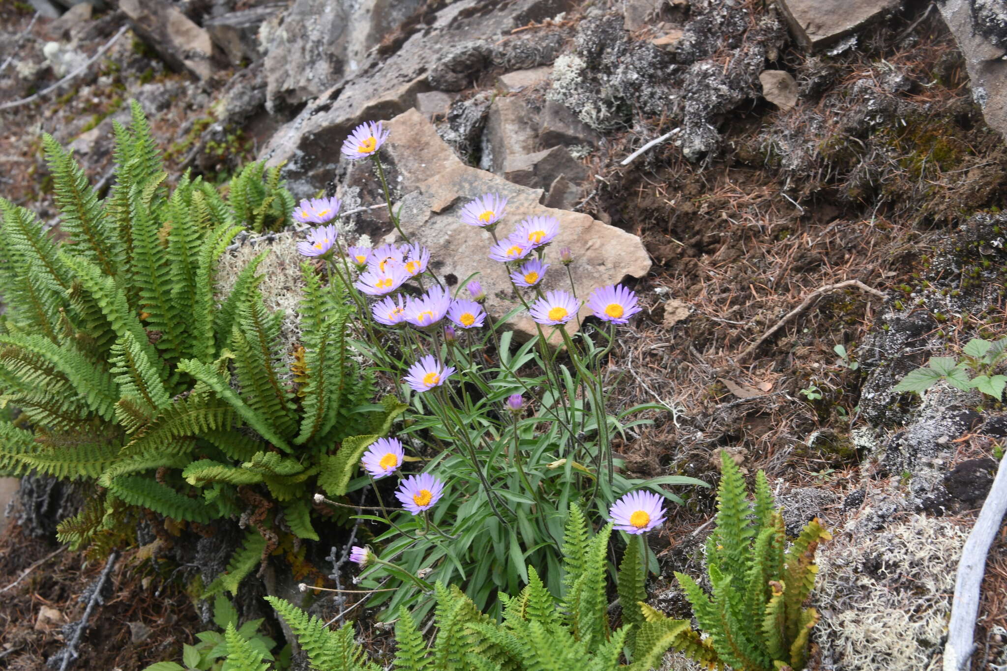 Image of alpine aster