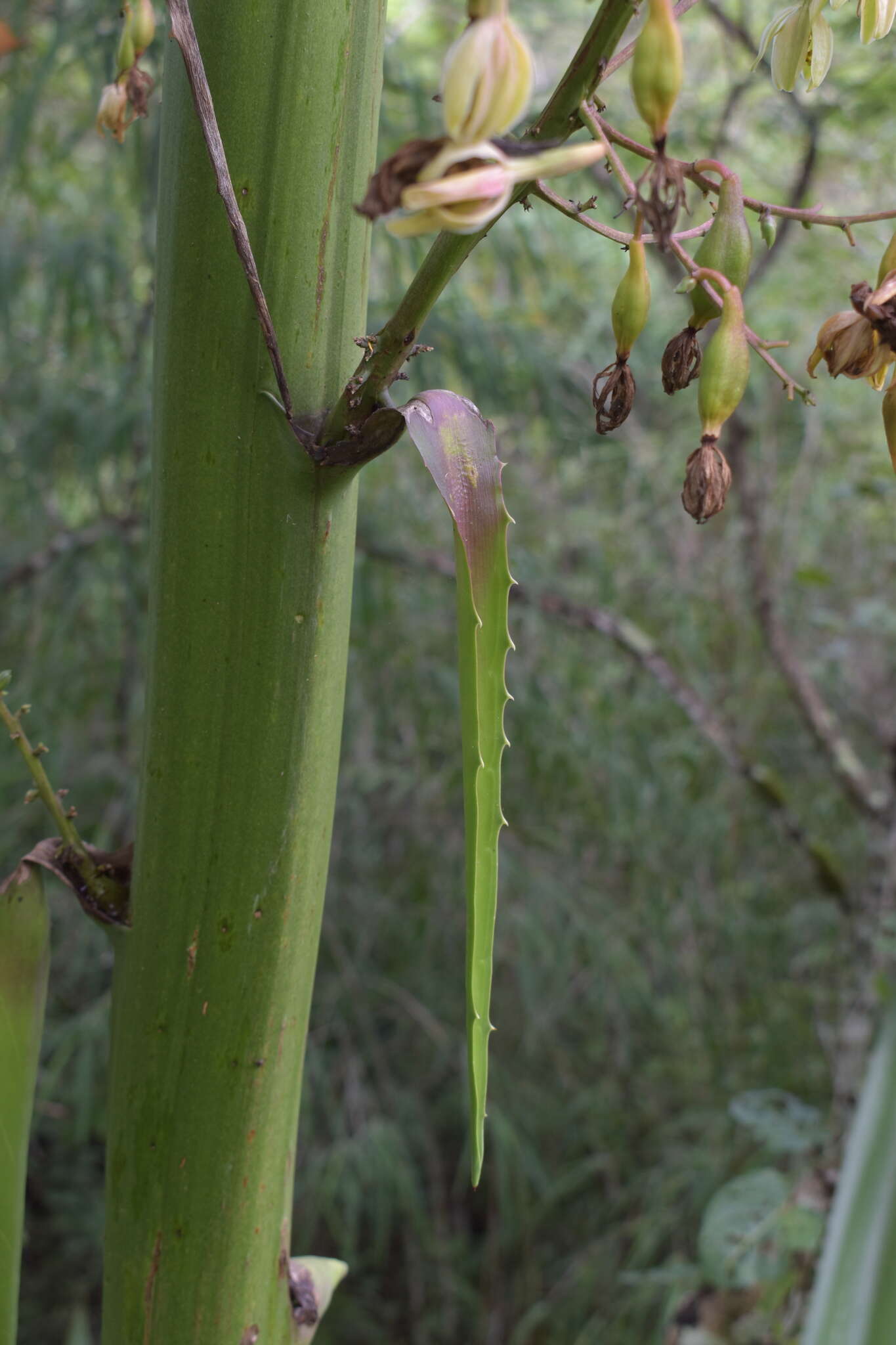 Furcraea cabuya Trel.的圖片