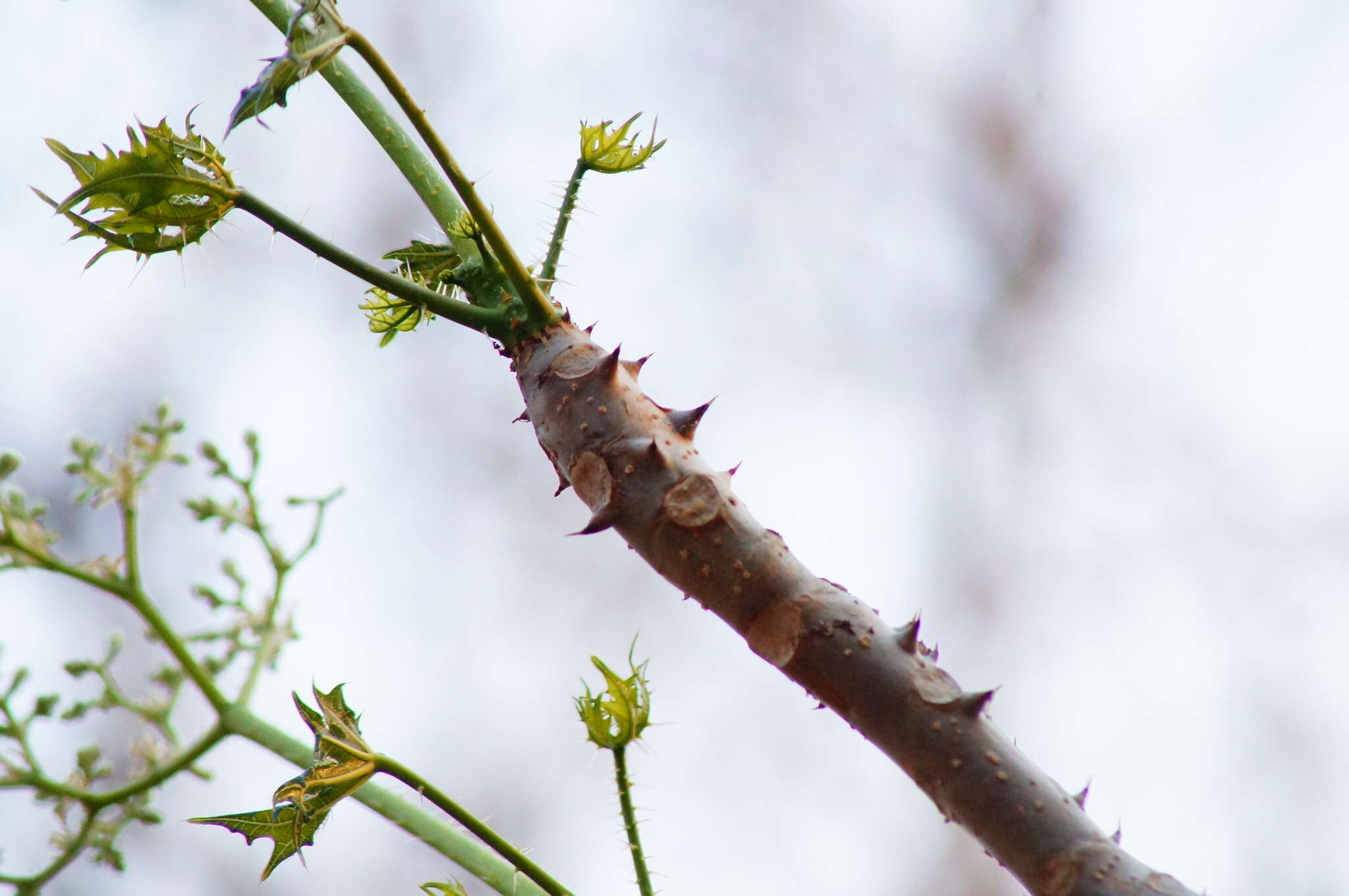 Image of Cnidoscolus megacanthus Breckon ex Fern. Casas