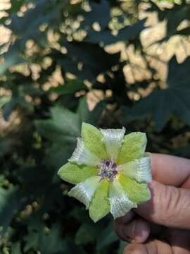 Image of Malva occidentalis (S. Wats.) M. F. Ray