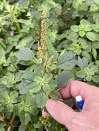 Image of Amaranthus emarginatus subsp. emarginatus