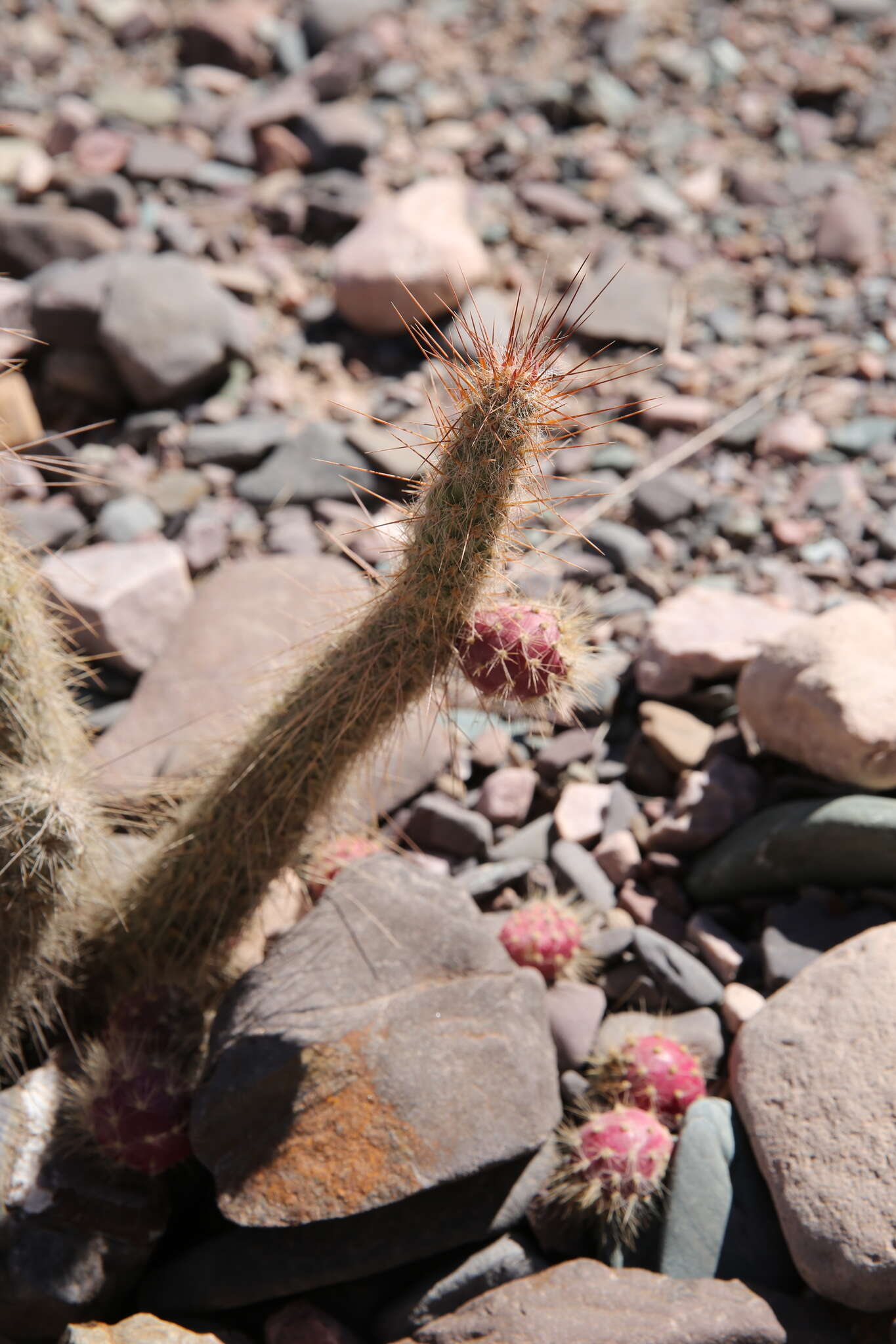 Image of Austrocylindropuntia shaferi (Britton & Rose) Backeb.