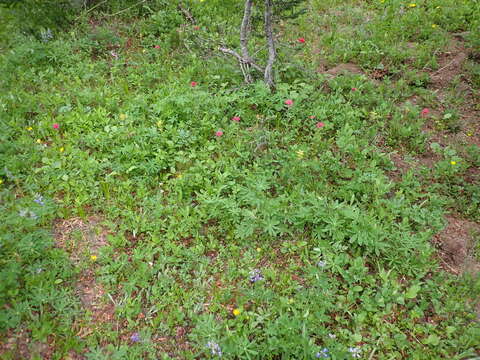 Image of Mt. Rainier lousewort