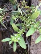 Image of Euploca fruticosa (L.) J. I. M. Melo & Semir