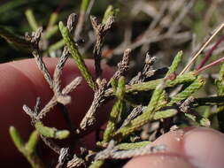 Image of Euryops ericifolius (Belang.) B. Nordenst.