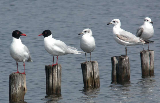 Image of Mediterranean Gull