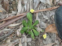 Image de Goodenia mystrophylla