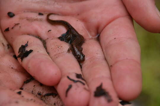 Image of Flat-headed Salamander