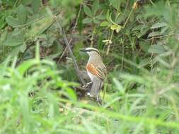 Image of Black-crowned Tchagra