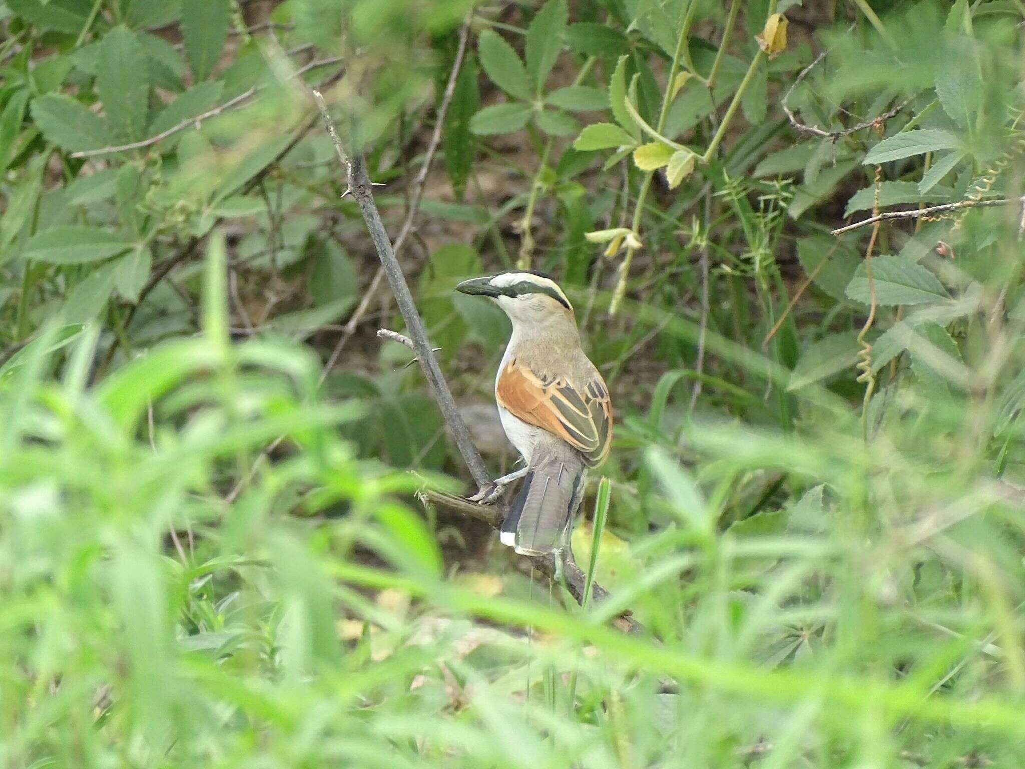 Image of Black-crowned Tchagra