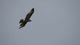 Buteo jamaicensis costaricensis Ridgway 1874 resmi