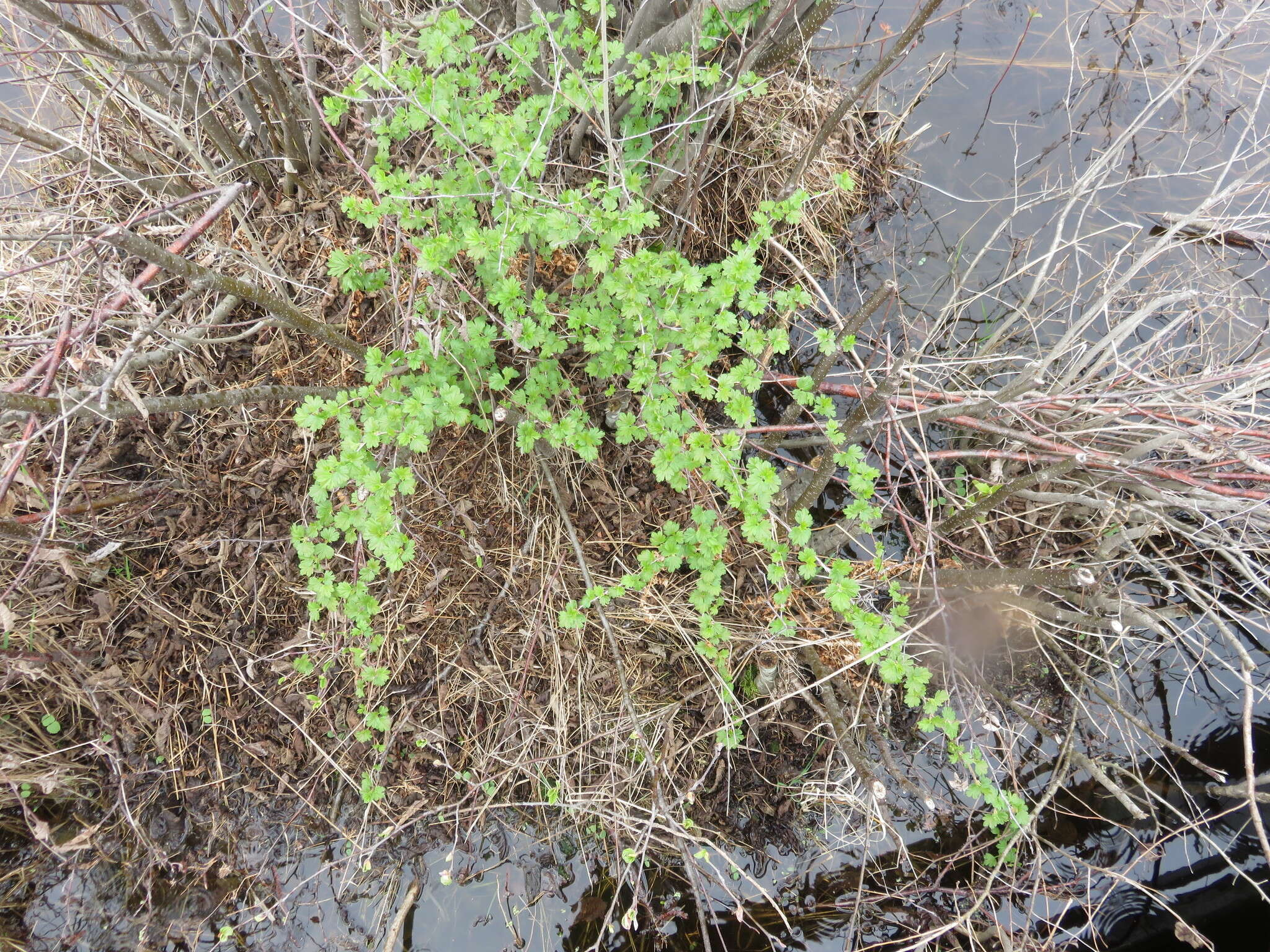 Image of hairystem gooseberry