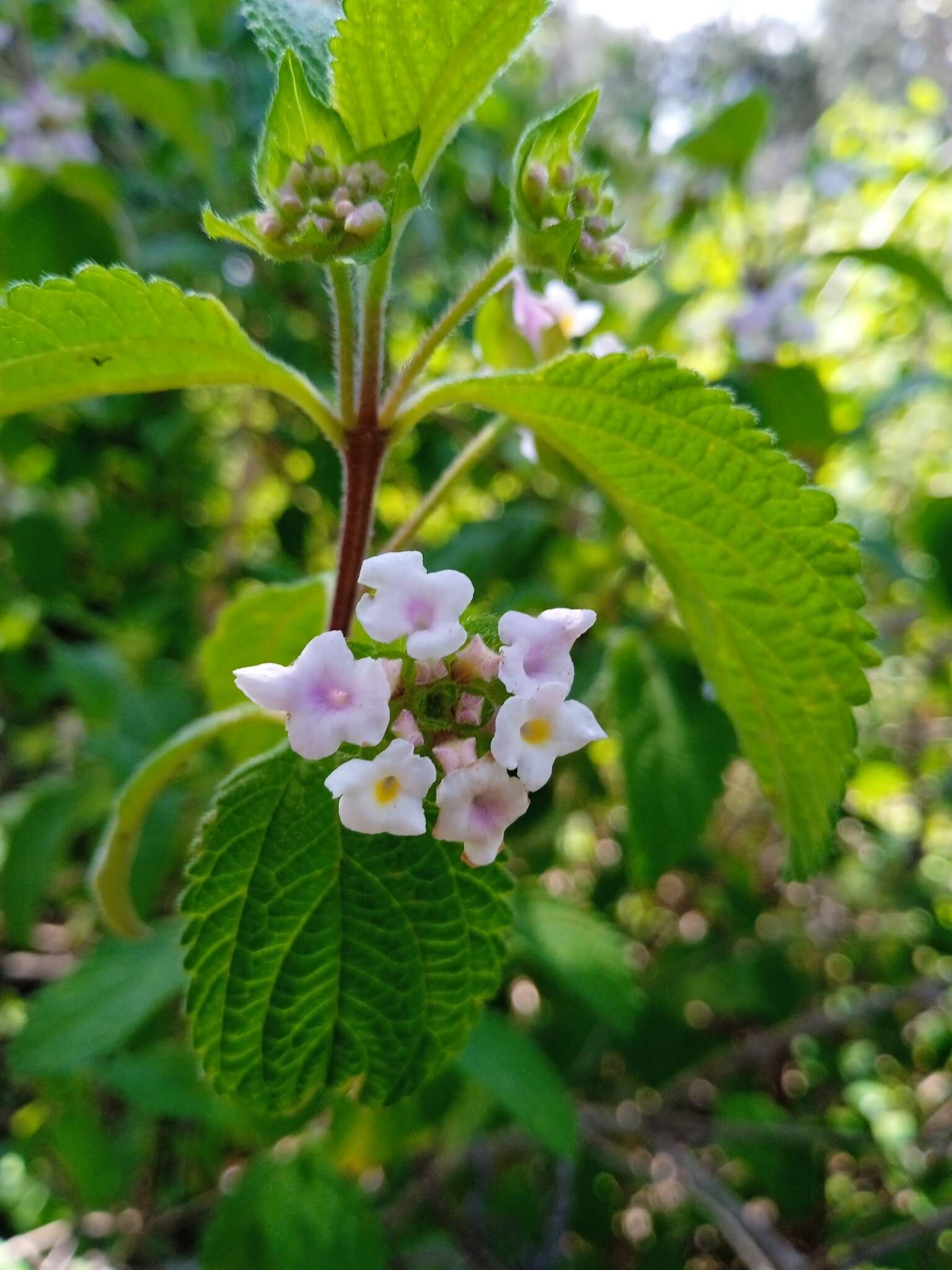 Image of Lantana hirta Graham