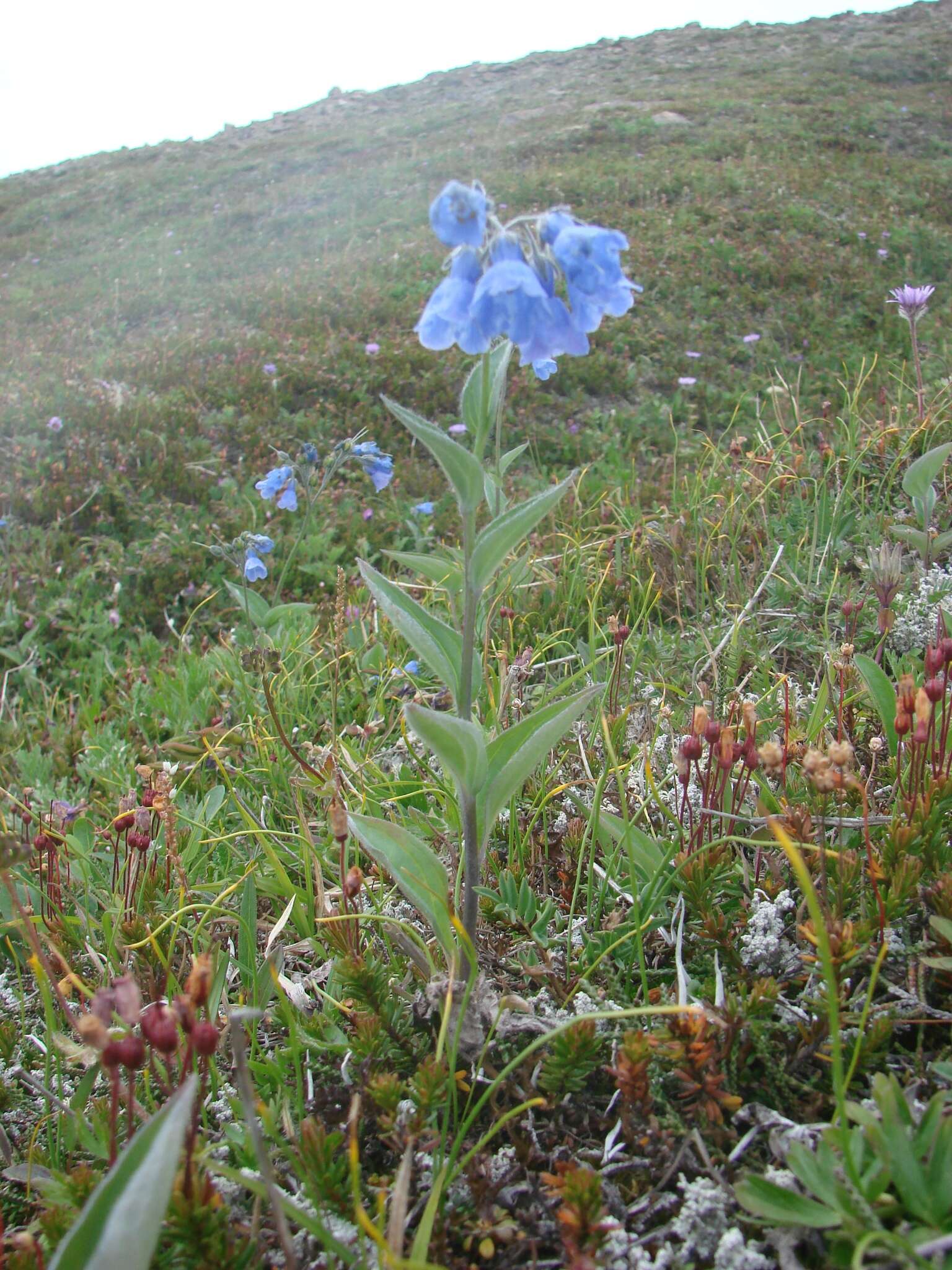 Mertensia pubescens (Roem. & Schult.) DC. resmi