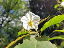 Image of Solanum variabile Mart.