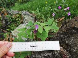 Image of broadleaf woodsorrel