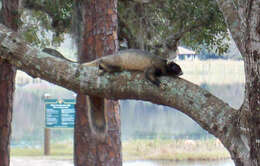 Image of Sciurus niger shermani Moore 1956