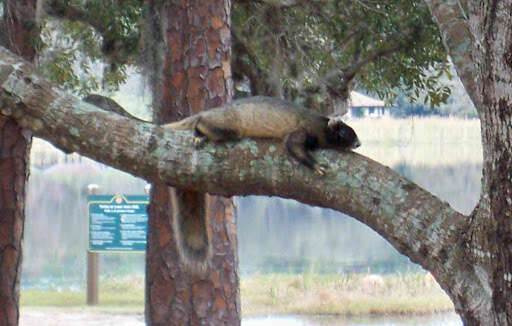 Image of Sherman's fox squirrel